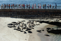 La Jolla Seals 0019